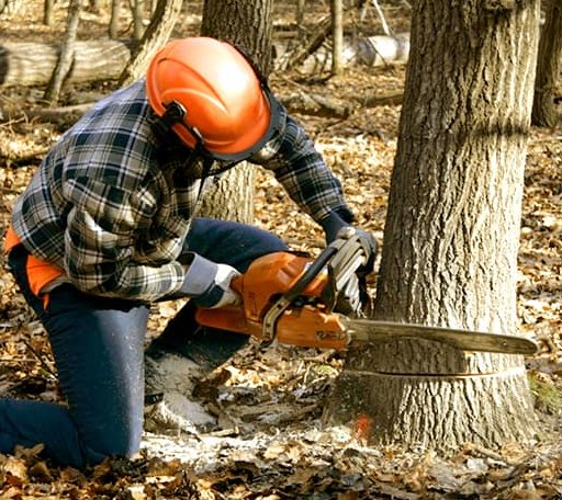 Tree Removal in Jay, NY